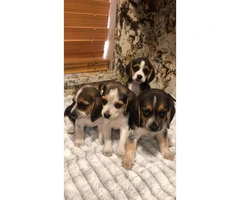 9 weeks old beagle pups so cute - 1