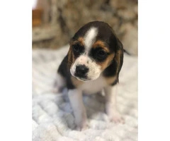 9 weeks old beagle pups so cute - 3