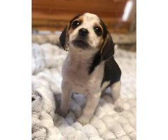 9 weeks old beagle pups so cute - 4