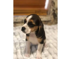 9 weeks old beagle pups so cute - 5