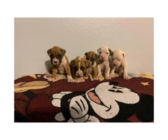 1 females & 2 males left Beautiful boxer pups - 4