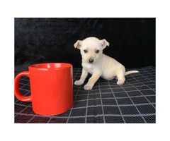 8 weeks old Purebred Chihuahua Puppy - 3