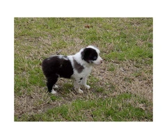 Male Toy Aussie Puppy $650 - 1