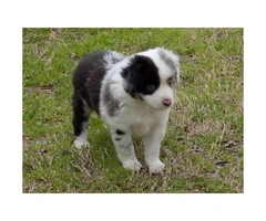 Male Toy Aussie Puppy $650 - 4