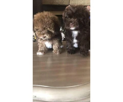 Maltipoo puppies ready for rehoming $800