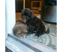 Maltipoo puppies ready for rehoming $800 - 2
