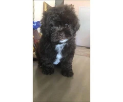 Maltipoo puppies ready for rehoming $800 - 3