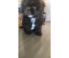 Maltipoo puppies ready for rehoming $800 - 4