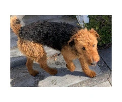 15 months old Airedale terrier puppy