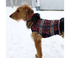 15 months old Airedale terrier puppy - 2