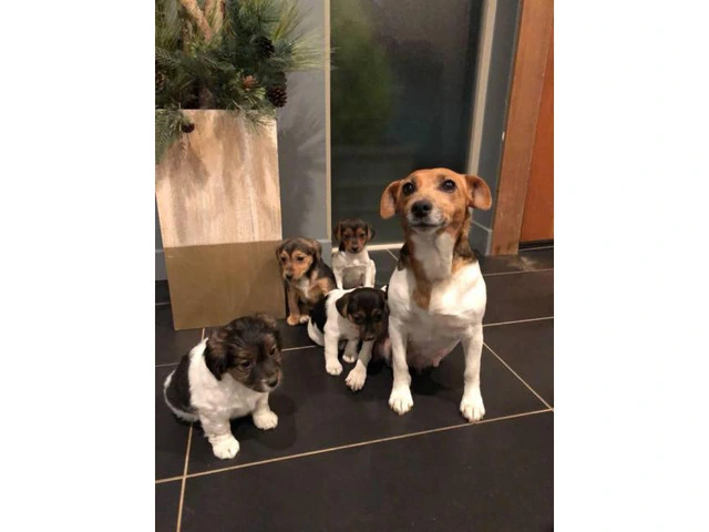 4 little jack Russells for sale