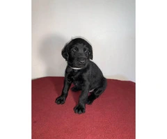 13 Labradoodle puppies available - 2