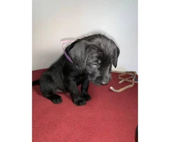 13 Labradoodle puppies available - 3