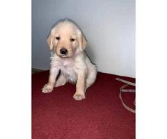 13 Labradoodle puppies available - 4