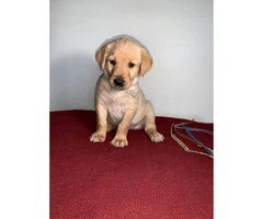 13 Labradoodle puppies available - 5