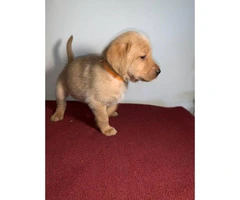 13 Labradoodle puppies available - 6