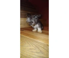 Teacup size male Yorkie puppy - 2