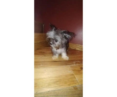 Teacup size male Yorkie puppy - 3