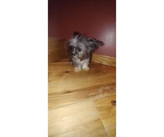 Teacup size male Yorkie puppy - 4