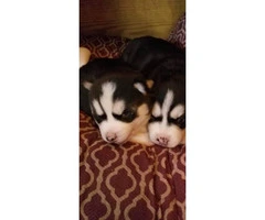 Rehoming two Siberian husky puppies