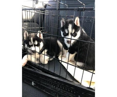 Rehoming two Siberian husky puppies - 2
