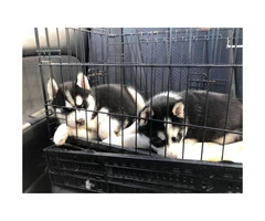Rehoming two Siberian husky puppies - 3
