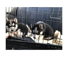 Rehoming two Siberian husky puppies - 4