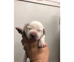 Adorable white lab puppies for sale - 1