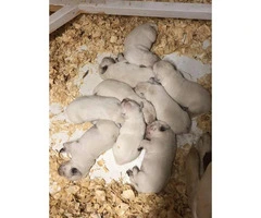 Adorable white lab puppies for sale - 2