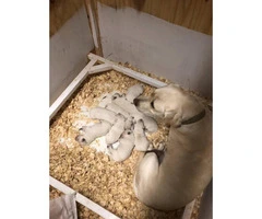 Adorable white lab puppies for sale - 3