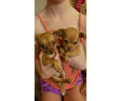 13 weeks old Chihuahua Puppies