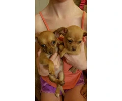13 weeks old Chihuahua Puppies - 2