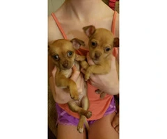 13 weeks old Chihuahua Puppies - 3