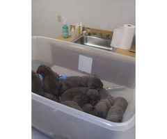 5 male and 4 female Cane Corso puppies