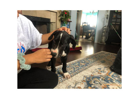 Excellent Great Dane puppy for sale