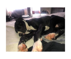 Excellent Great Dane puppy for sale - 2