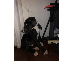 Excellent Great Dane puppy for sale - 3