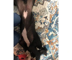 Excellent Great Dane puppy for sale - 4