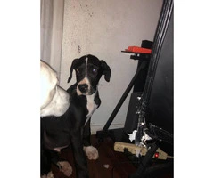 Excellent Great Dane puppy for sale - 5