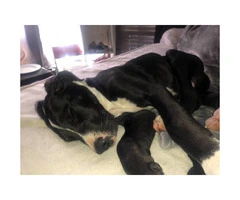 Excellent Great Dane puppy for sale - 6