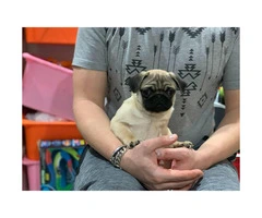 10 weeks Pug puppy for sale