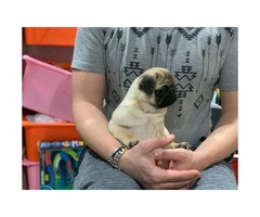 10 weeks Pug puppy for sale - 2
