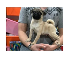 10 weeks Pug puppy for sale - 3