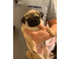 10 weeks Pug puppy for sale - 4