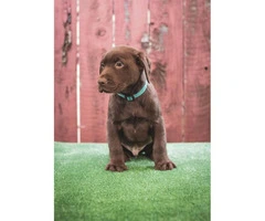 Beautiful AKC registered chocolate Labrador puppies