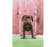 Beautiful AKC registered chocolate Labrador puppies - 2