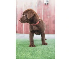 Beautiful AKC registered chocolate Labrador puppies - 4