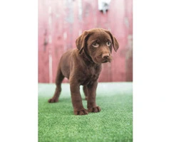 Beautiful AKC registered chocolate Labrador puppies - 5