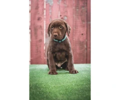 Beautiful AKC registered chocolate Labrador puppies - 6