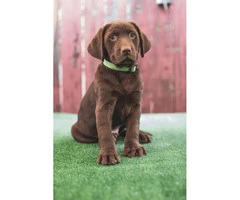 Beautiful AKC registered chocolate Labrador puppies - 7